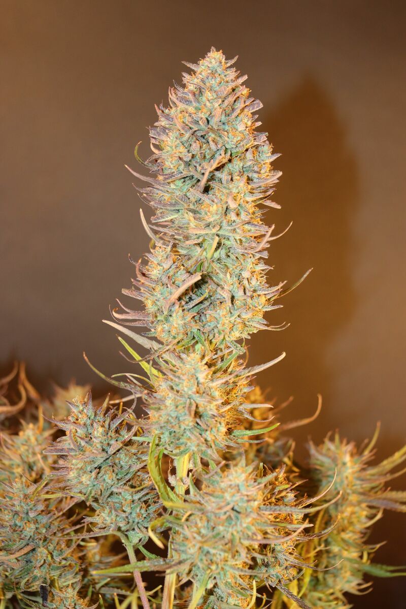 Apple Strudel Auto, Фасовка: 3, изображение 16